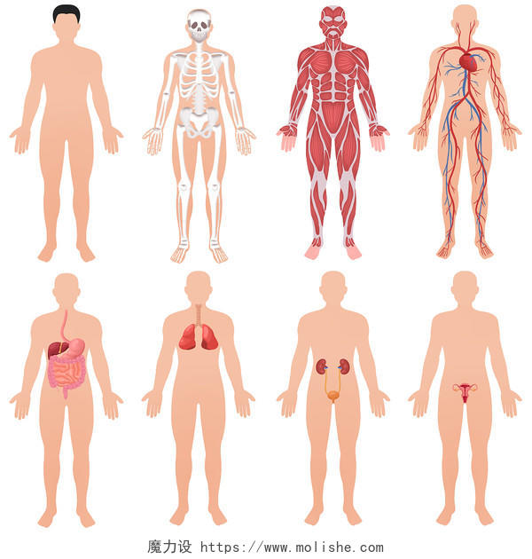 人体器官内脏肌肉血管分布图人体元素